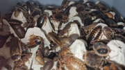 Karaczany argentyńskie B. dubia 2-3 cm 400 sztuk