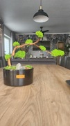 Drzewko bonsai z mchu 