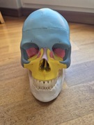 Model anatomiczny czaski