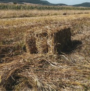 Kostka Słomy Podłoze Ocieplenie dla Psa Kota Kur Królik Sciółka doTruskawek