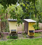 Pszczele ULE Sprzedam