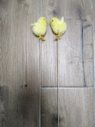 Kurczak futerko na piku 