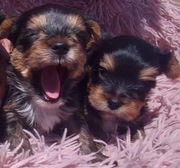Małe pieski  York Terrier 