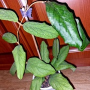 Hoya, hoja ~ sp. MT 09~ dojrzała, rosnąca 