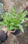 Penstemon  naparstnicowaty  1.5l donica