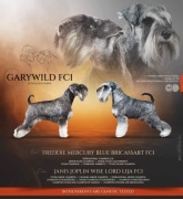 Szczenie Sznaucer Miniaturowy pieprz sól po Championach ZKwP / FCI