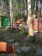 Sprzedam brzozy na pniu