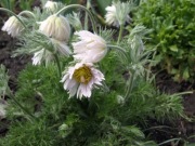 Sasanka Pulsatilla Papagena strzępiasta100  nasion 