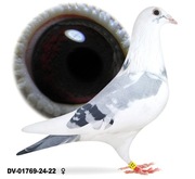 Młode 2025 Linia Porsche 911 x Ragnar Oryg. Drapa Para 3