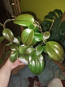 Hoya Quinquenervia ukorzeniona szczytowa Hoja