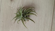 Oplątwa Tillandsia ionantha zielona