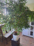 Kwiatek Fikus Benjamin 2m