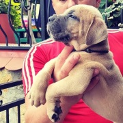 Cane Corso Szczeniaki ZKWP/ FCI