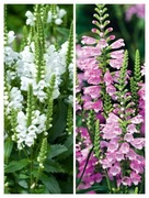 Odętka wirginijska mix bylina wieloletnia sadzonka 