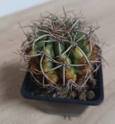  Kaktusy Discocactus cephaliaciculosus HU430