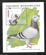 blok 156,Gołębie hodowlane