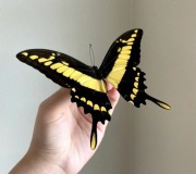 Papilio thoas – poczwarki motyla, ogromny motyl dzienny
