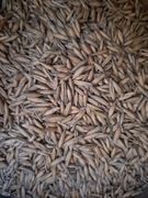 Owies paszowy dla gryzoni ptaków drobiu królików 1 kg