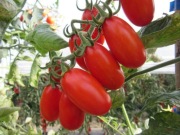 Pomidor Zuccherino F1 super słodki - dzieci go uwielbiają 5 nasion