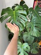 OGROMNA MONSTERA DELICIOSA 170 CM 