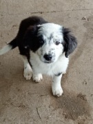 Rasa Border Collie rodowód