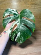 Monstera Borsigiana Albo Variegata