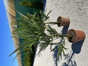 Palma Trachycarpus Fortunei Szorstkowiec