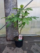 Hortensja Hydrangea quercifolia 'Burgundy'