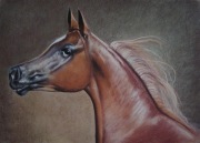 Portret konia. Pastele 50x70 cm