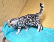 Srebrne kocięta bengalskie 