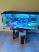 Akwarium 240 l +filtr 