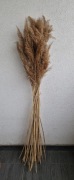 Wysoki naturalny bukiet ok.140cm z traw polnych trzcin