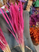 Tymotka  różowa naturalna trawa susz na palmy