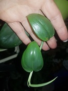 Scindapsus hederaceous cięty szczyt