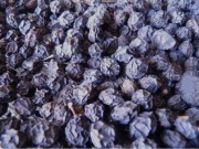 Tarnina owoc suszony z Bieszczad 1kg