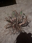 Kłącza Miskant Olbrzymi Rhizoma Paszportowane Sezon 2026 