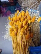 Mozga kanar naturalna suszona trawa susz żółty 