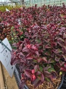 Kiścien wawrzynowy- Curly Red, wieliletni