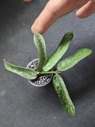 Hoya pandurata silver regres - sadzonka ukorzeniona