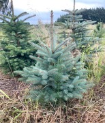 Choinki świąteczne w doniczkach jodła, świerk 