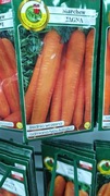 Nasiona marchew JAGNA