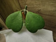 Hoya kerrii sadzonka 