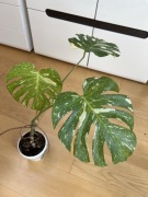 Monstera Thai Constellation