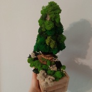 Chrobotkowy las, las w skrzynce