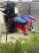 Ryba Bojownik Akwarium Wypozażenie Myjka