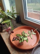 Hoya ds70 variegata burtoniae