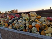 Dynia ozdobna 3 odmiany