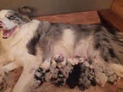 Szczeniak Border Collie FCI ZKWP - Hodowla "Strzępek Miłości"