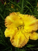 Liliowiec Smugglers Gold