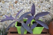 Trzykrotka purpurowa, Setkrezja, (Tradescantia, Setcreasea )